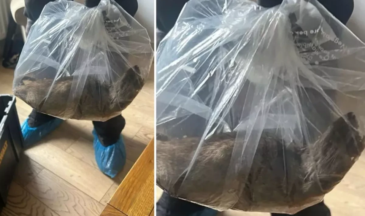 Küçük Kedi Sanıldı, Dev Fare Çıktı! İngiltere’de Evde Yakalanan 55 Santimetrelik Canlı Şoke Etti